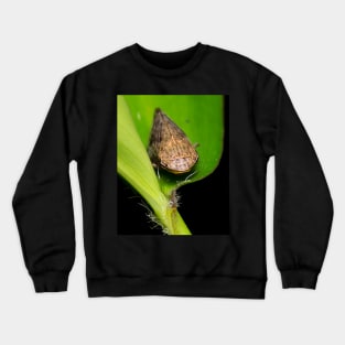 Unique and organic photo of a planthopper Crewneck Sweatshirt